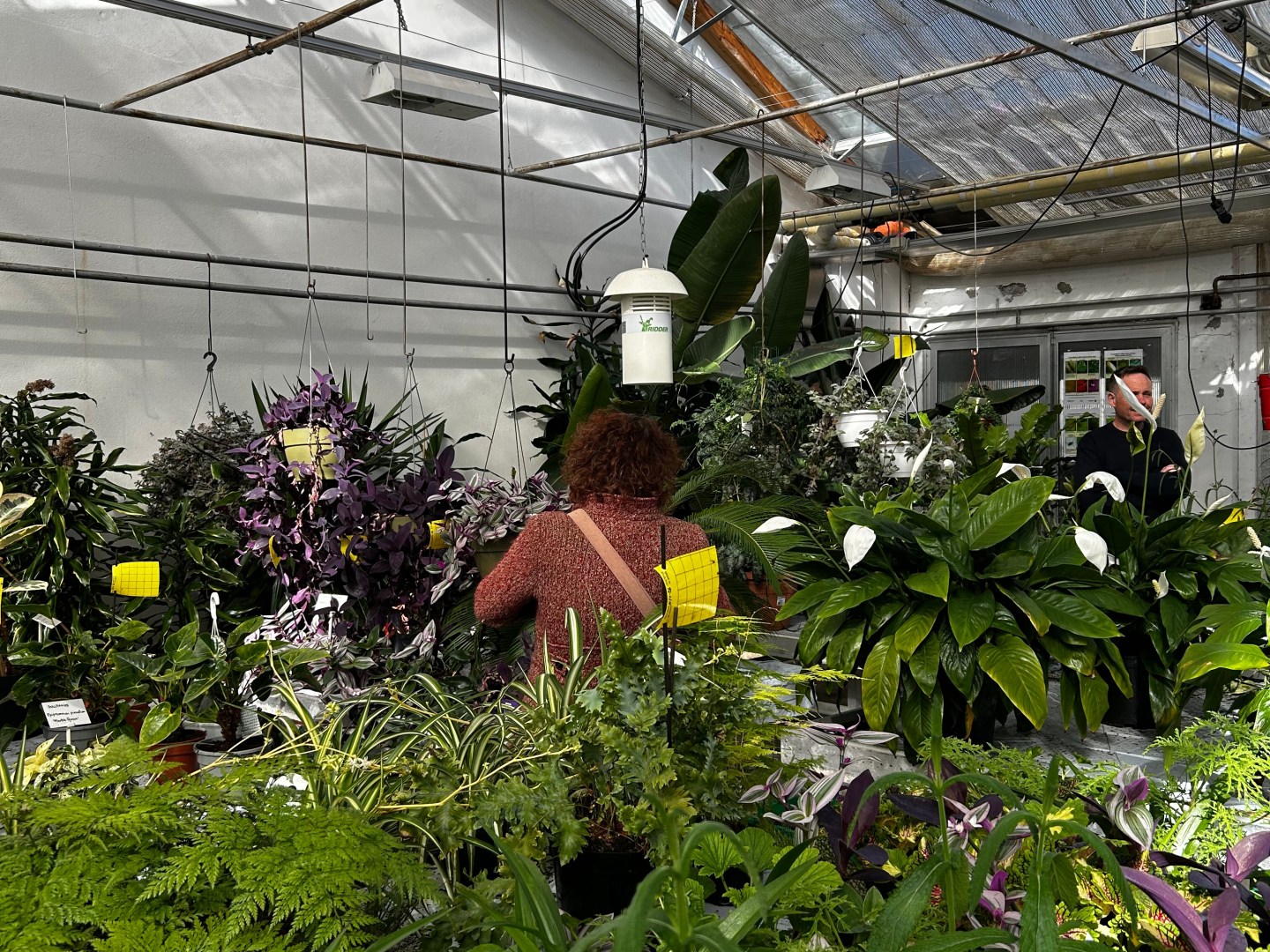 Et menneske går rundt i et drivhus med mange grønne planter